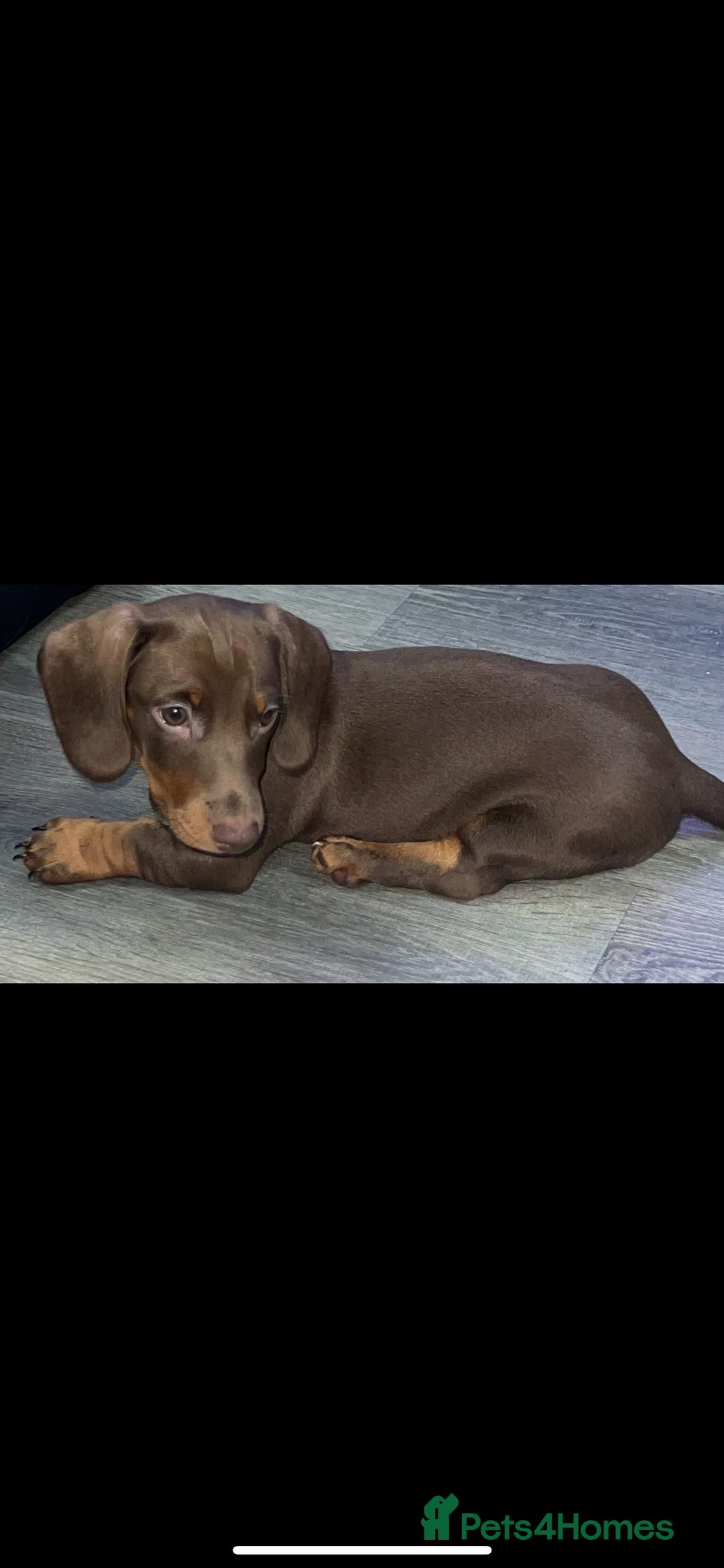 Miniature Dachshund dogs for sale: Ready to go-Gorgeous miniature Dachshund puppies   - Image 35