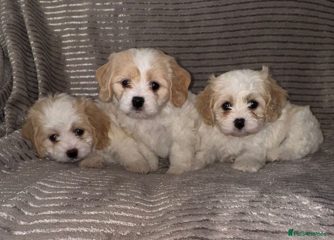 Cavachon dogs for sale: CAVACHON F1 PUPS DNA CLEAR - Advert 8