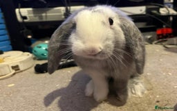 Mixed Breed rabbits for sale: Male Rabbit (Kyber) - Image 3