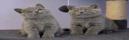 British Shorthair cats for sale: Blue British Shorthaired kittens 😺🐾 - Advert 2