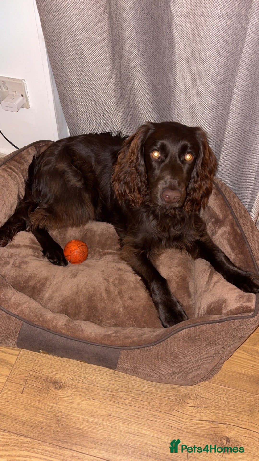 Cockapoo dogs for sale: Cockapoo for Sale - Image 1