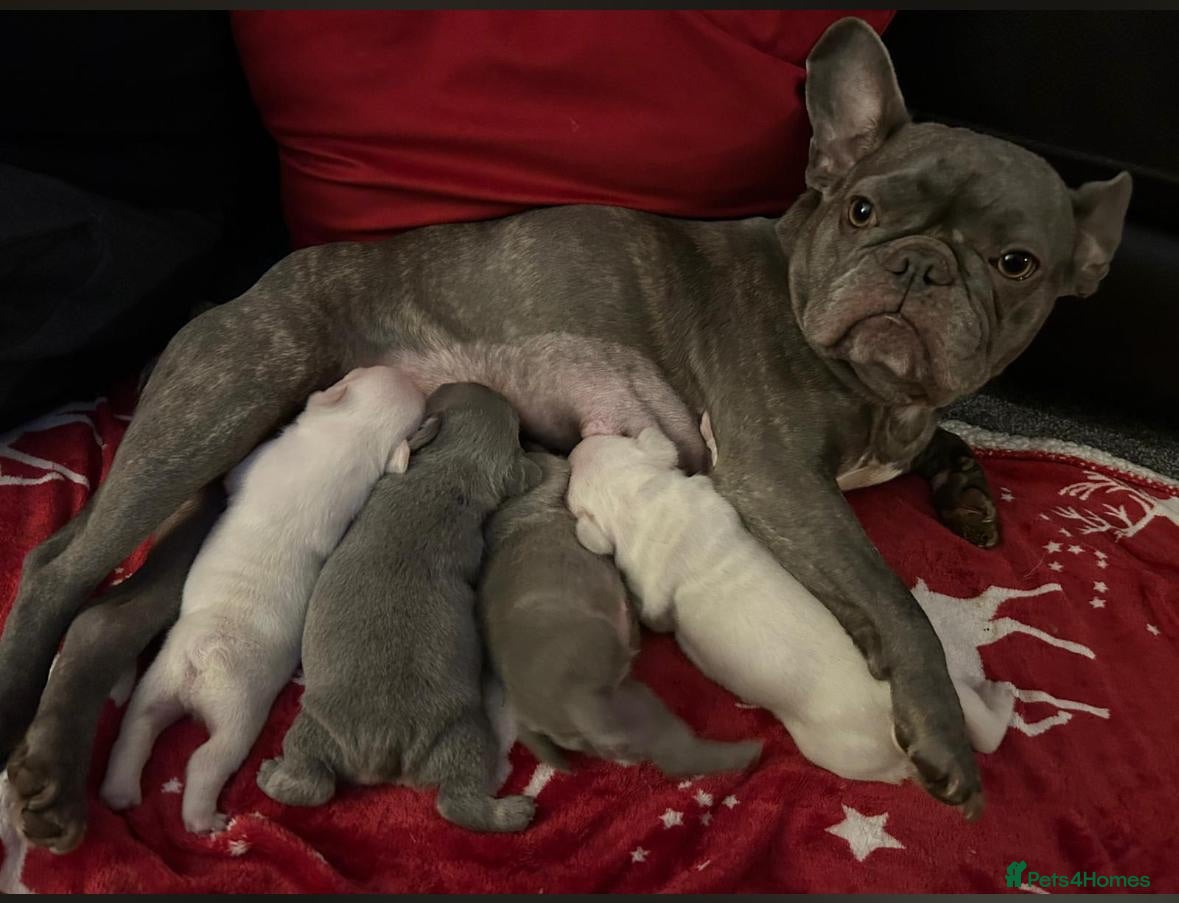 French Bulldog dogs Gorgeous Blue Female and Cream Male - Advert 2