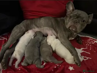 French Bulldog dogs Gorgeous Blue Female and Cream Male - Advert 4
