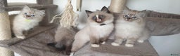 Ragdoll cats for sale: Stunning GCCF Registered Ragdoll Kittens. - Advert 2