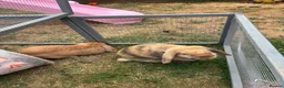 English Lop rabbits for sale: Two gorgeous female lop rabbits  in Sheffield - Advert 6
