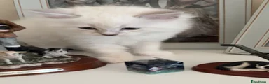 Siberian 1