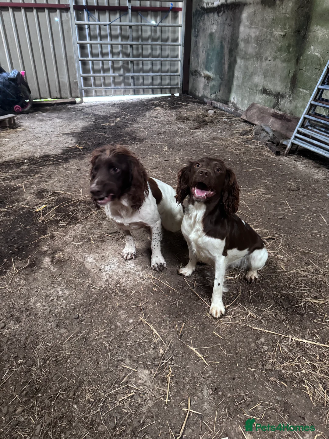 English Springer Spaniel dogs for sale: Springer Spaniel Puppies - Advert 15