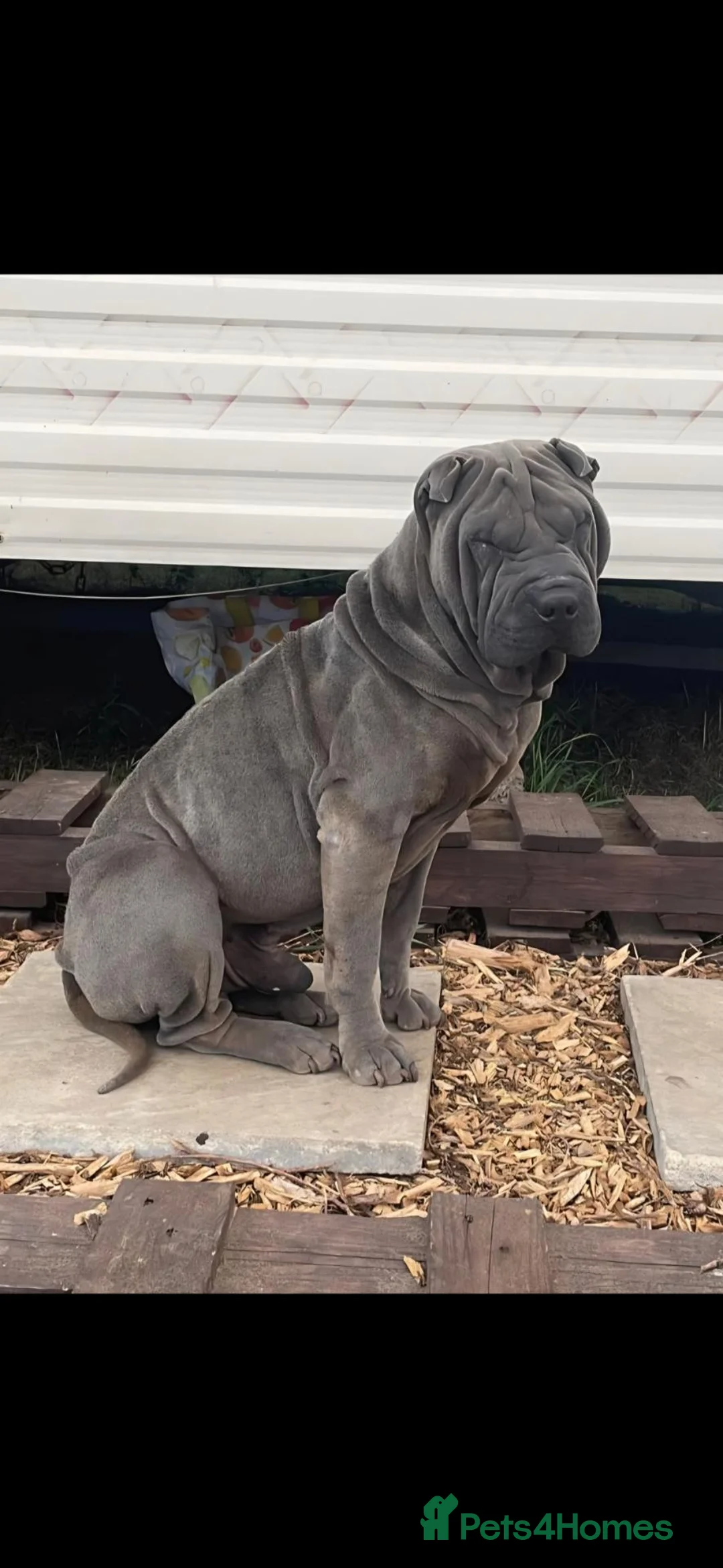 Staffordshire Bull Terrier dogs for sale: Staffy x sharpei  - Advert 13