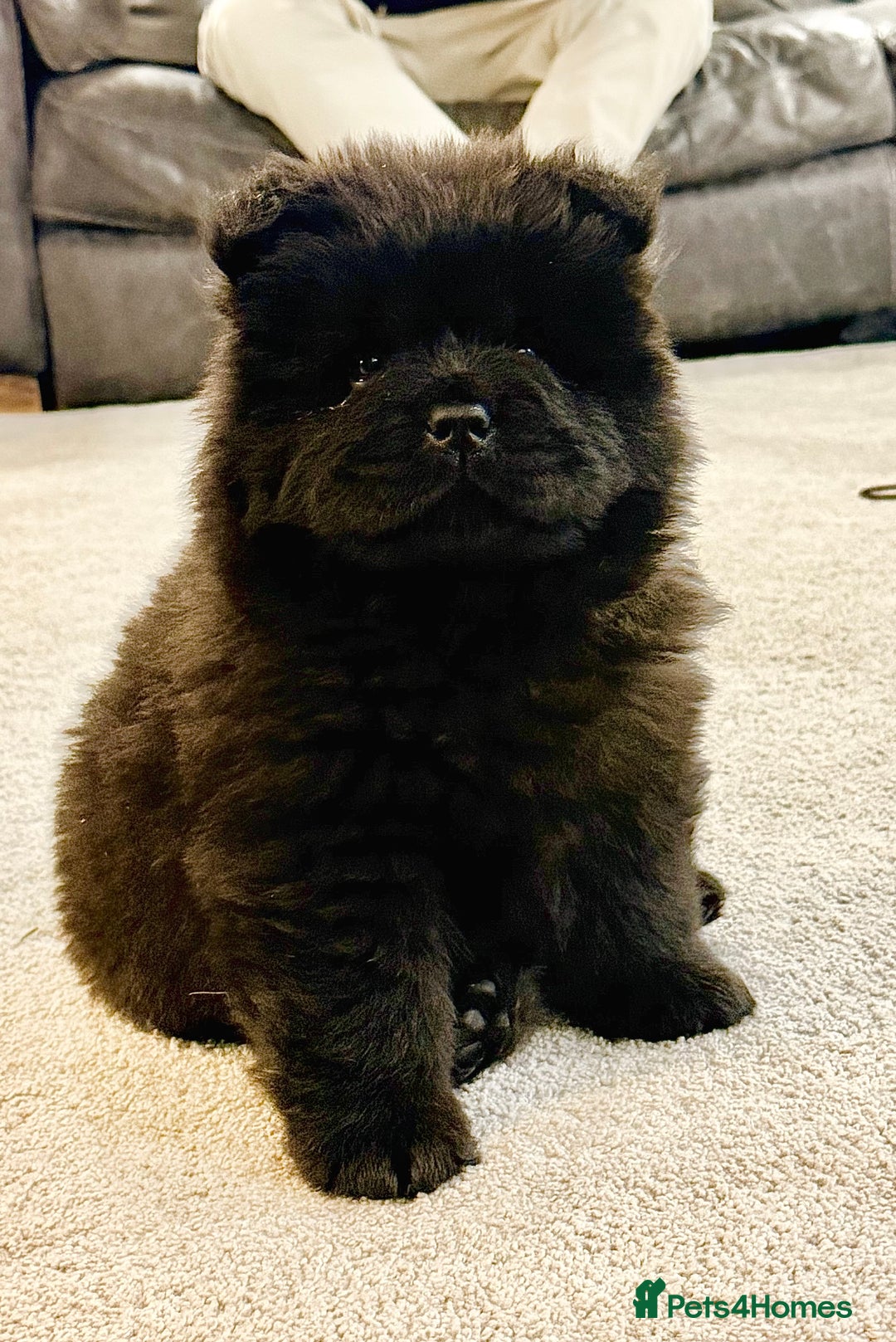 Chow Chow dogs for sale: Ready to go to their new homes.  - Advert 18