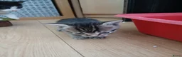 British Shorthair cats for sale: 1 boys,6girls - Advert 5