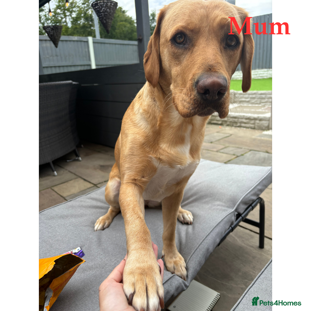 Labrador Retriever dogs for sale: 🐾 Adorable Labrador Puppies - Ready to Reserve 🐾 - Image 2