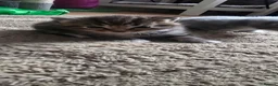 British Shorthair cats for sale: three little British Shorthair kittens - Advert 3