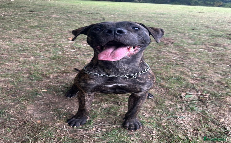 Mixed Breed dogs - Advert 14