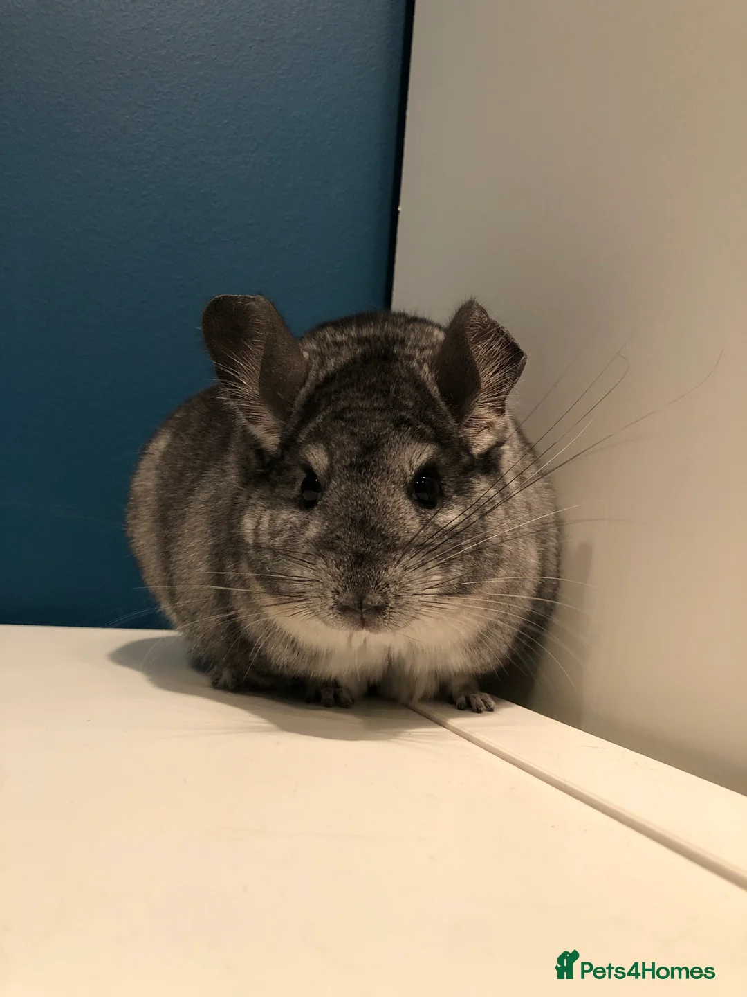 Chinchilla rodents for sale: 3 Adult female chinchillas  in Radstock - Advert 6