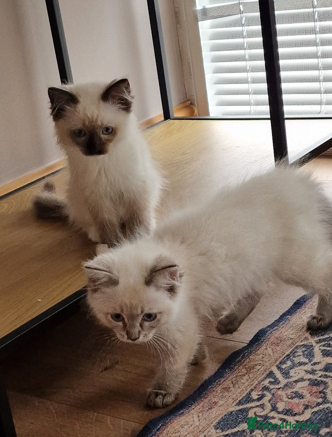 Ragdoll cats for sale: 🌟 Stunning  Pedigree Ragdoll Kittens 🌟 - Image 11