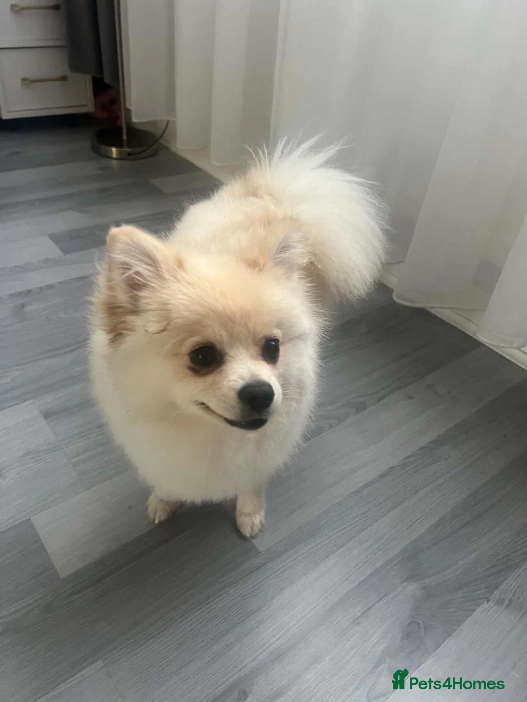 Pomeranian dogs for sale: Looking for a loving and new home for Lala in Edinburgh - Advert 2