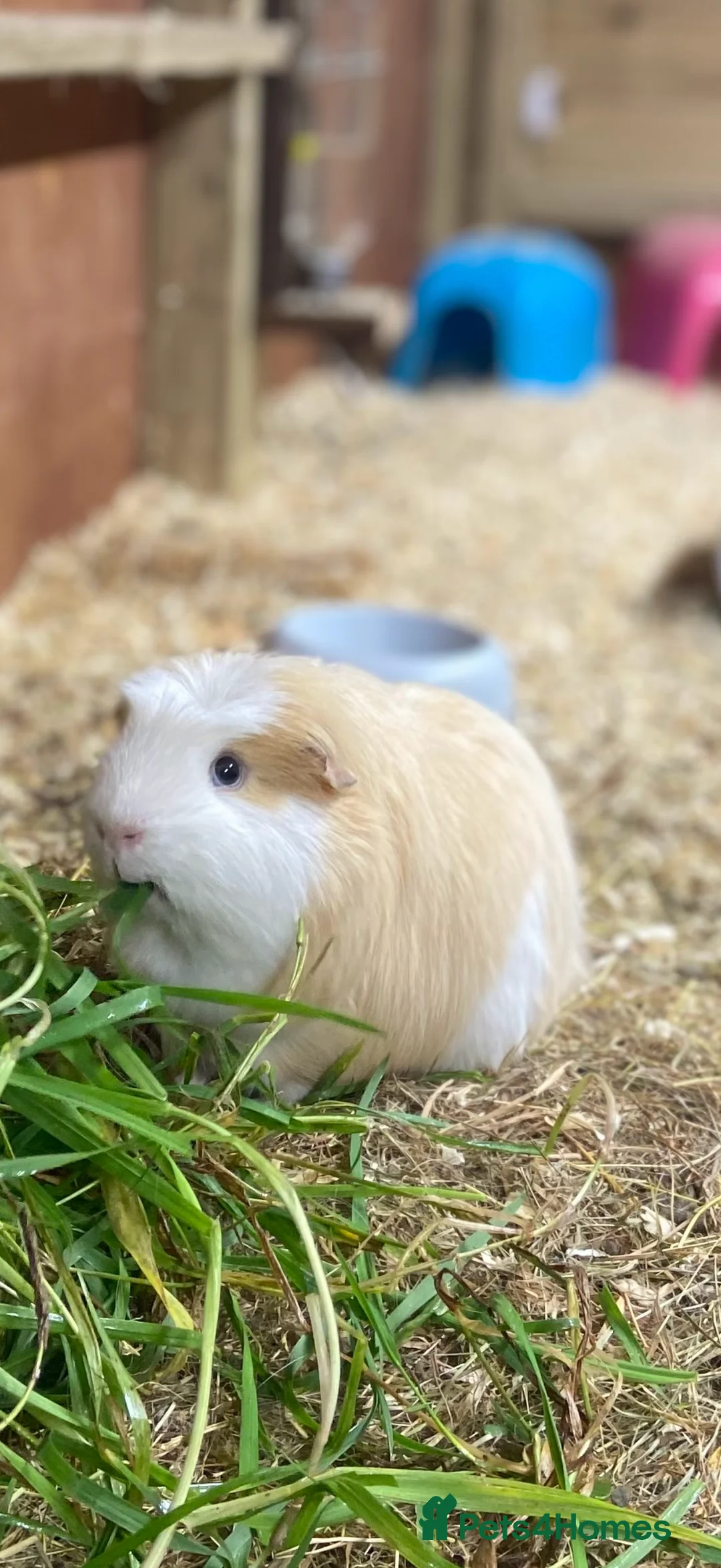 Guinea Pig rodents for sale: 4 Year Old Male Guinea Pig For Sale  - Advert 2