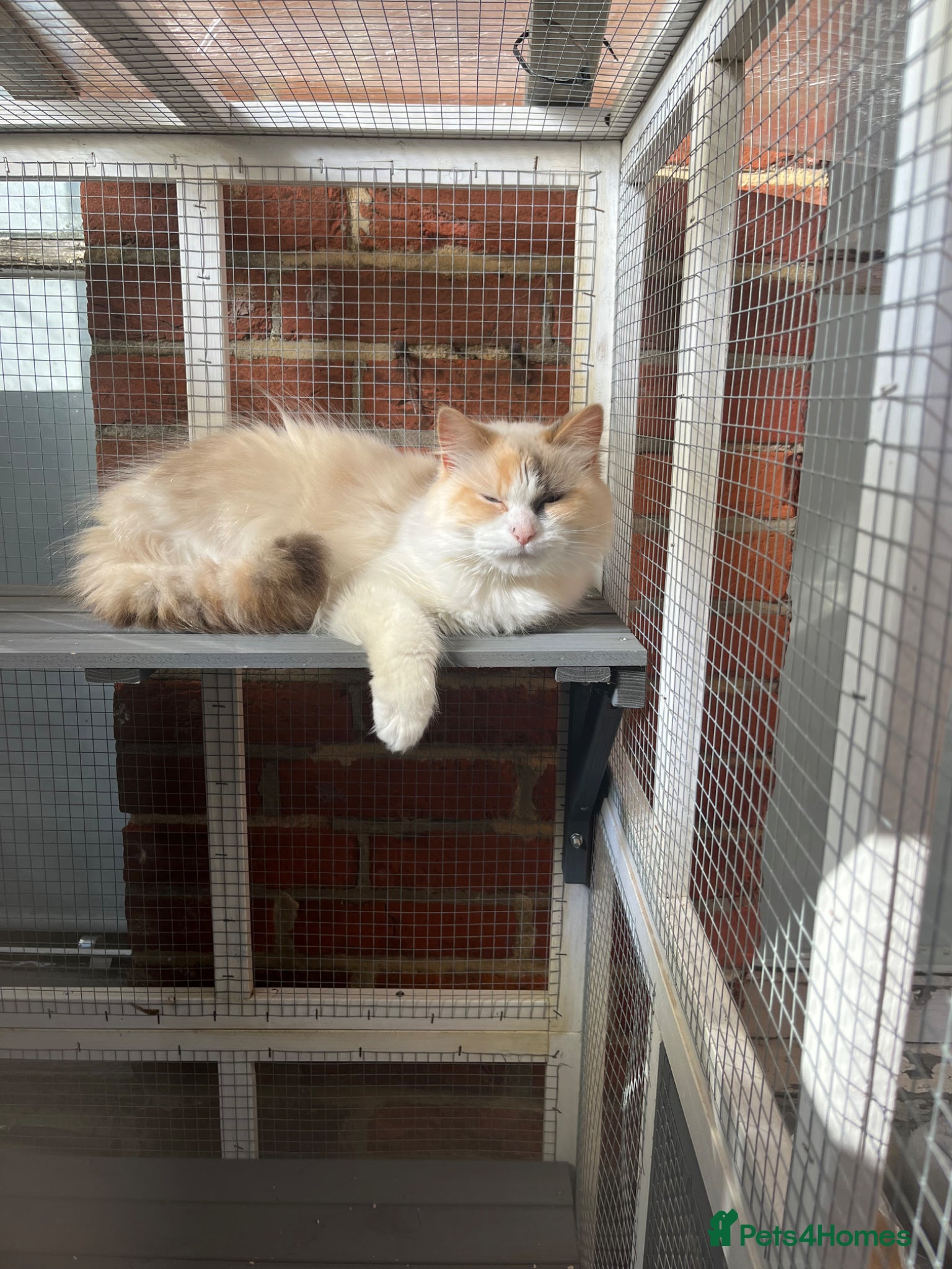 Ragdoll cats Female tortie ragdoll  - Advert 8