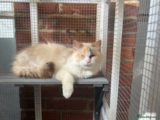 Ragdoll cats Female tortie ragdoll - Advert 8