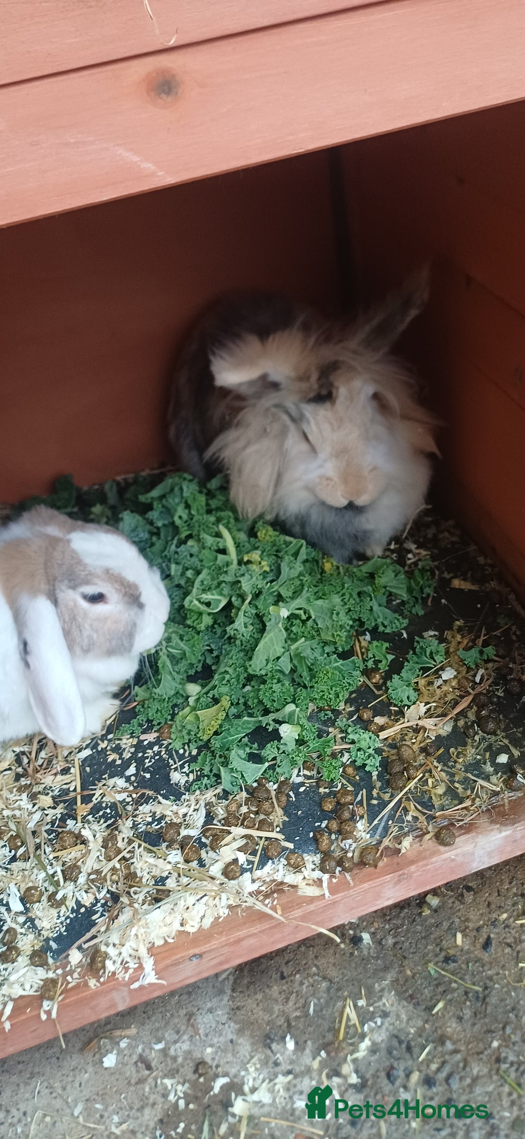 English Lop rabbits for sale: Female rabbits hutches included - Image 3