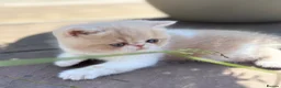 Exotic cats for sale: Beautiful Exotic cream & white female - Advert 19