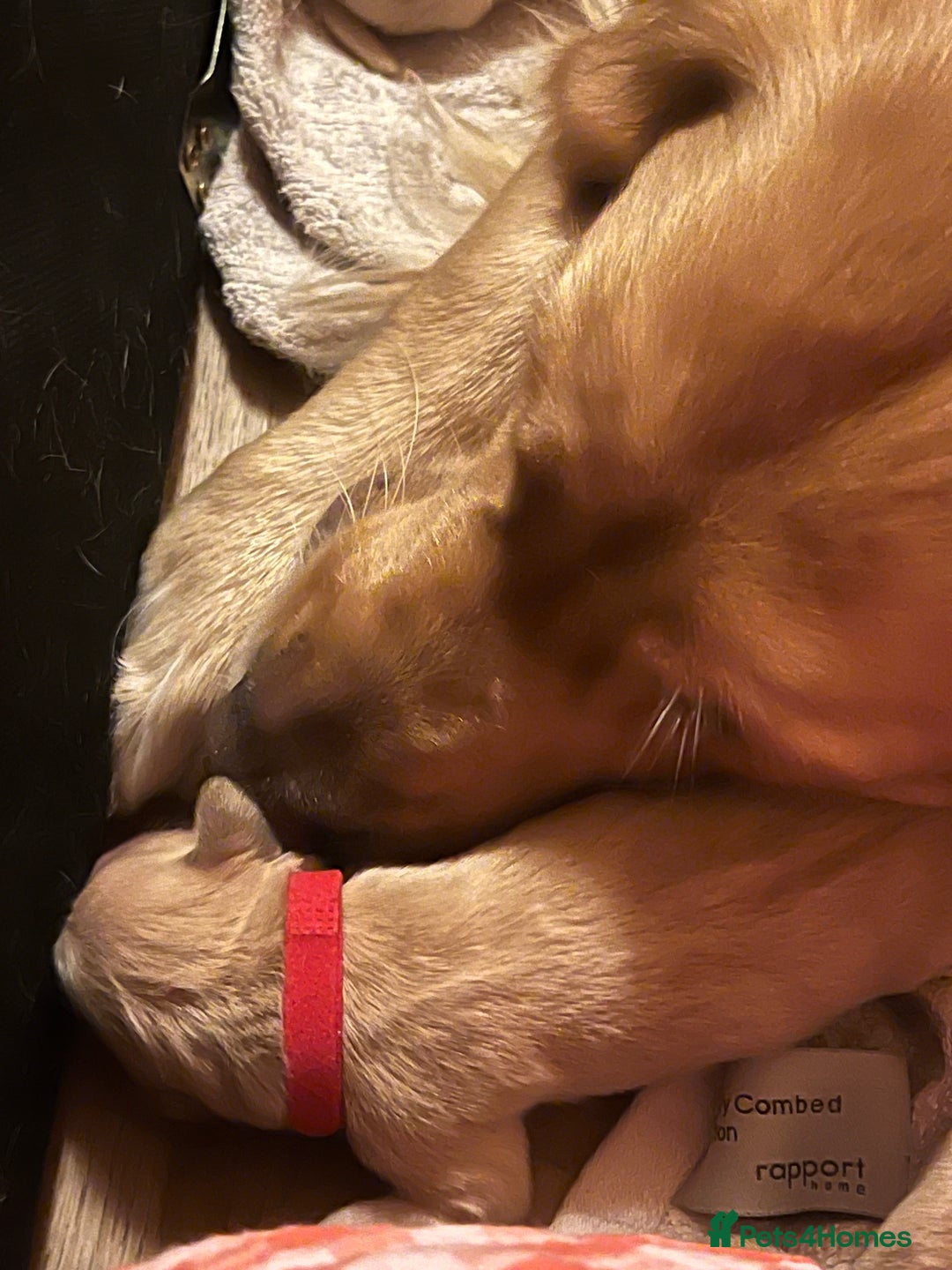 Golden Retriever dogs for sale: LITTLE BUNS - Advert 9