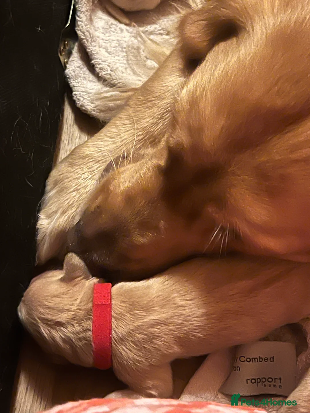 Golden Retriever dogs for sale: LITTLE BUNS - Advert 7