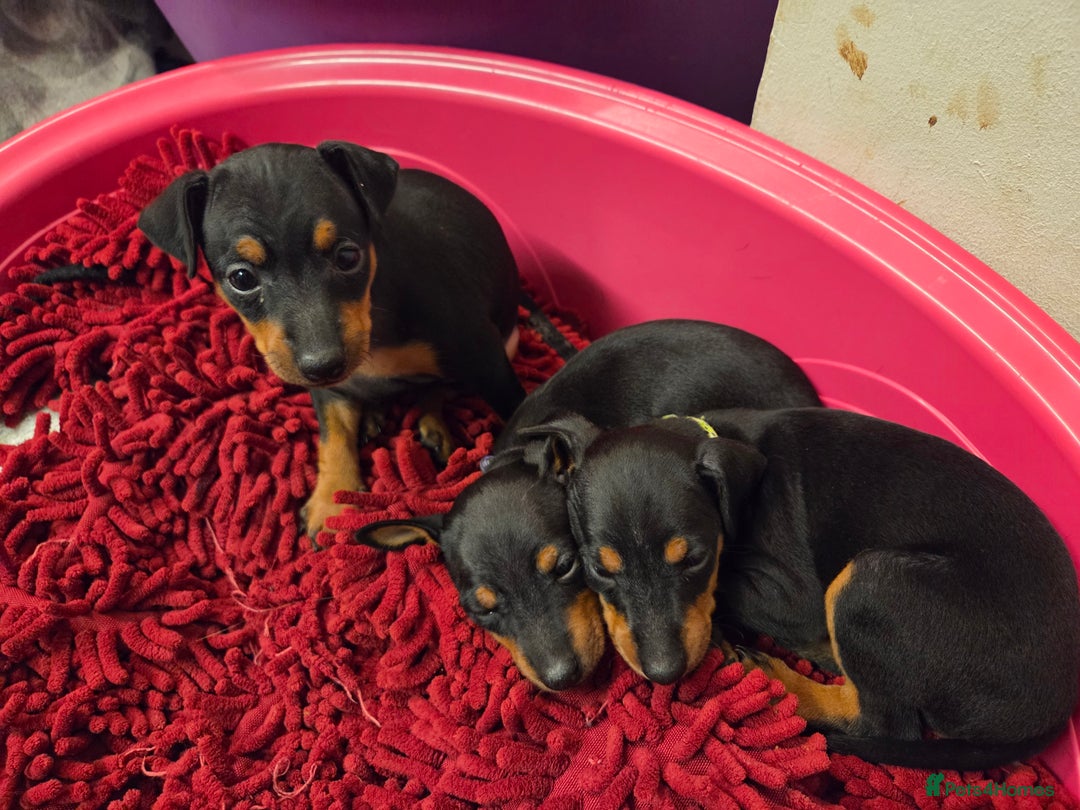 English Toy Terrier dogs for sale: Grayswish English toy terriers - Advert 11