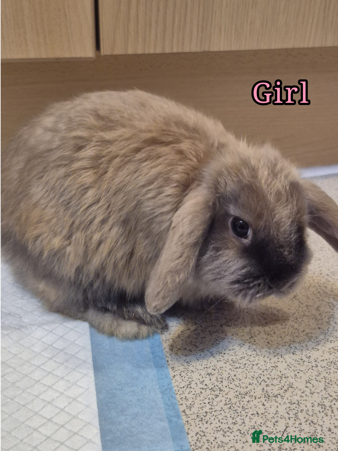 Mini Lop rabbits for sale: Mini lop rabbits - Advert 4