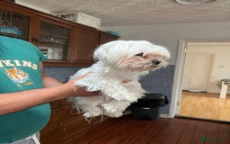 Maltese dogs for sale: Maltese - Image 3