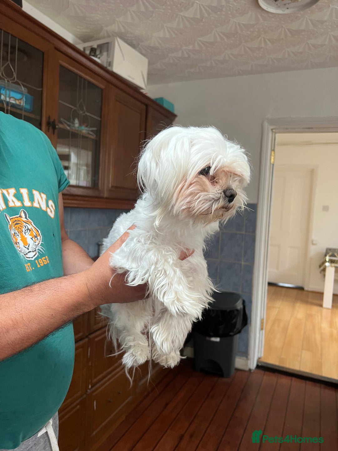 Maltese dogs for sale: Maltese - Image 3