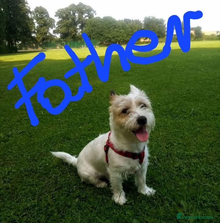 Jack Russell dogs Marzena Pawel .S./Jack Russell  - Advert 2