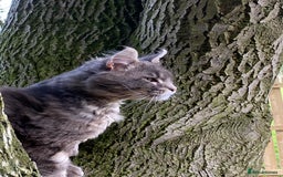 Maine Coon cats for sale: Stunning Maine Coon kitten - Image 5