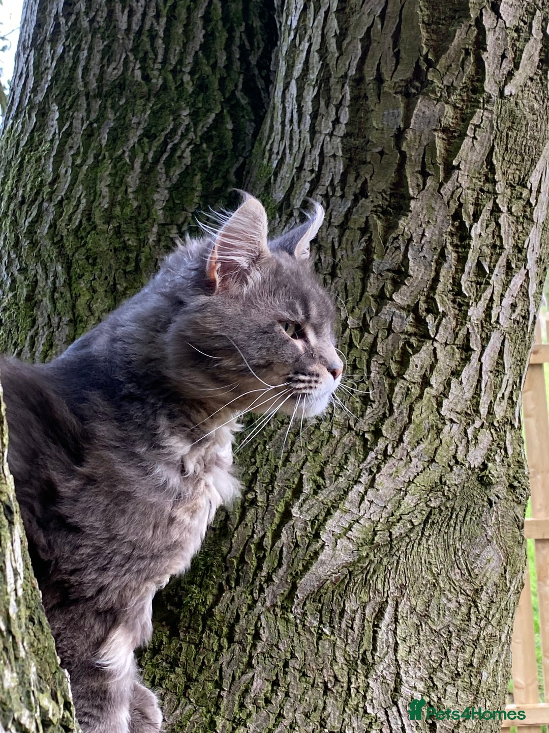 Maine Coon cats for sale: Stunning Maine Coon kitten - Image 5