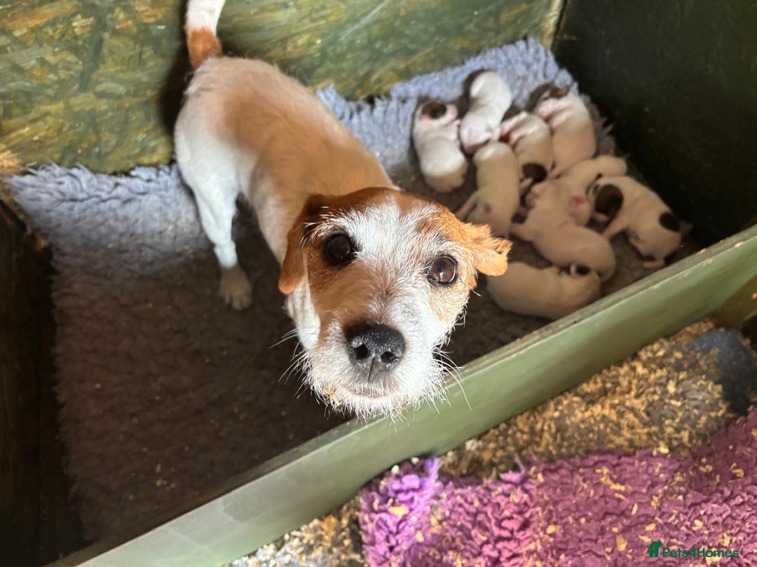 Parson Russell dogs for sale: Quality Parson Russell terrier pups - Image 4