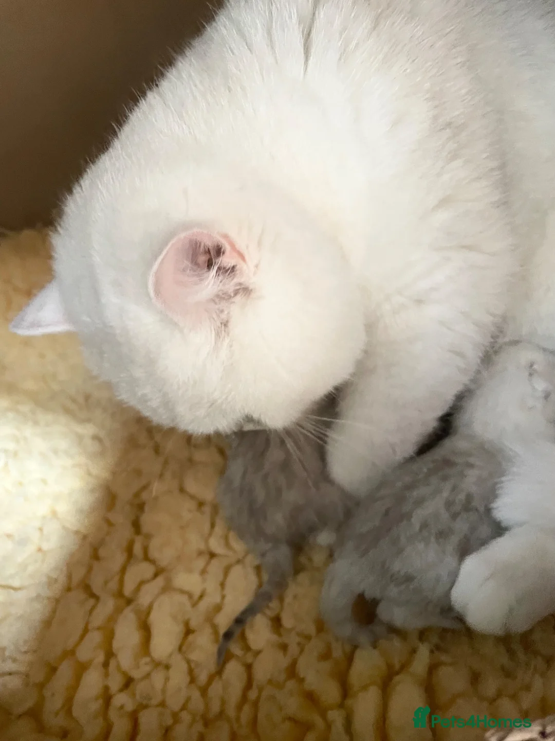 British Shorthair cats for sale: BSH BLACK TIPPED GIRL - Advert 2
