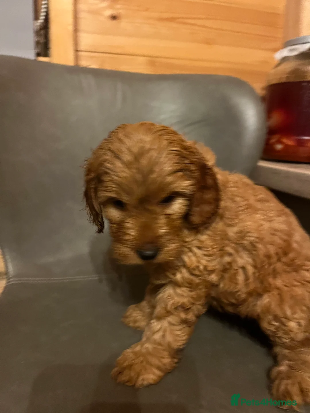 Cavapoo dogs for sale: Cava poo puppies - Advert 6