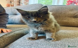 Maine Coon cats for sale: Purebred Maine Coon Male Kittens. Blue,Tabby,Black - Image 3