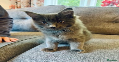 Maine Coon cats - Advert 7
