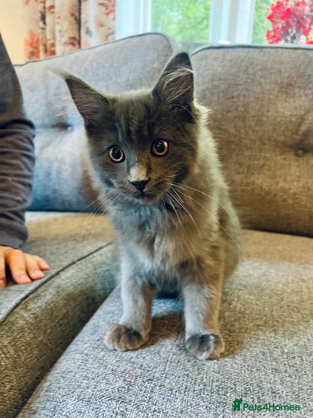 Maine Coon cats for sale: Purebred Maine Coon Male Kittens. Blue,Tabby,Black - Image 3