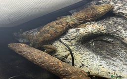 Gecko reptiles for sale: Breeding pair chahoua gecko  - Image 3