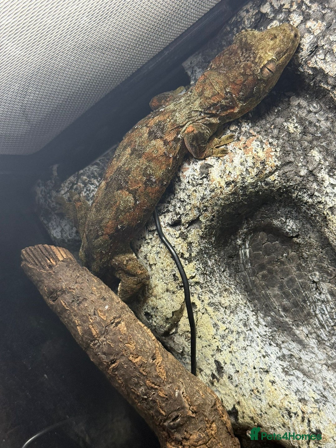 Gecko reptiles for sale: Breeding pair chahoua gecko  - Image 3