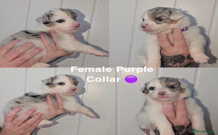 Australian Shepherd dogs - Advert 1