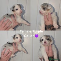 Australian Shepherd dogs - Advert 3