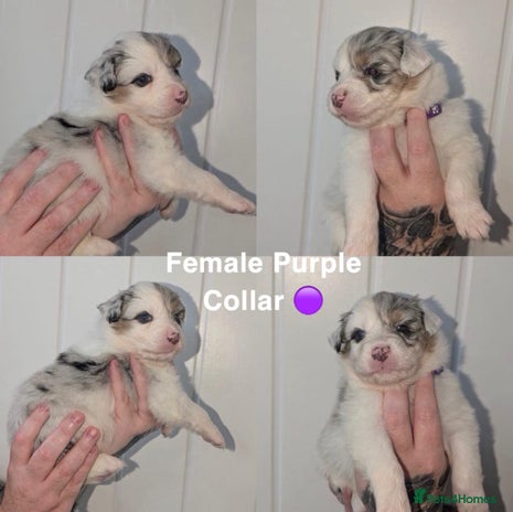 Australian Shepherd dogs - Advert 1