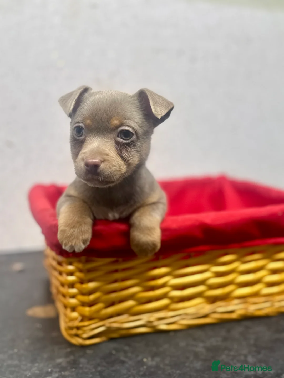 Jack Russell dogs for sale: Fabulous rare coloured Jack Russell pups in Keighley - Advert 4