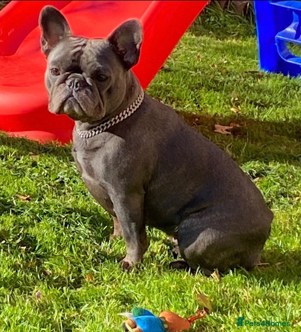 French Bulldog dogs Lilac Tan Cream Merle Boy - Advert 1