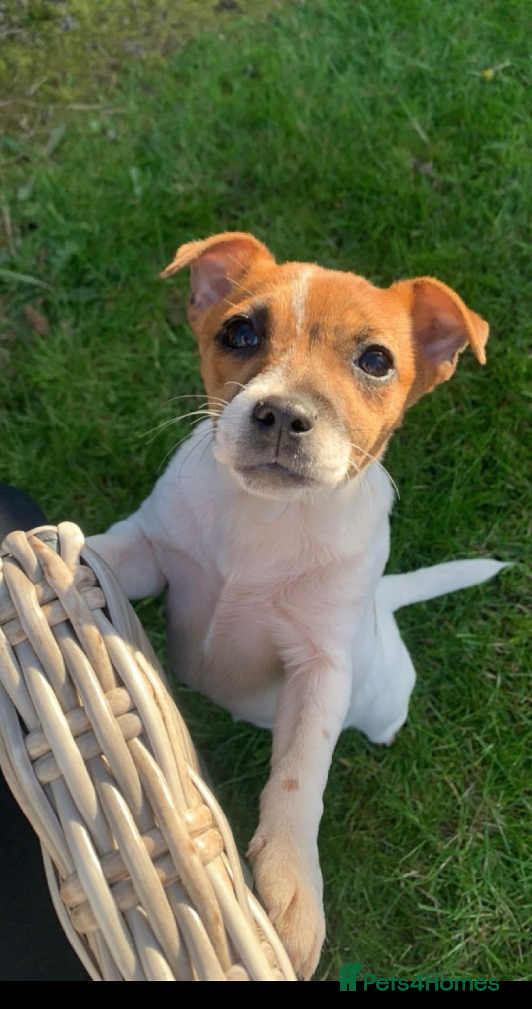 Jack Russell dogs for sale: Jack Russell  - Advert 2