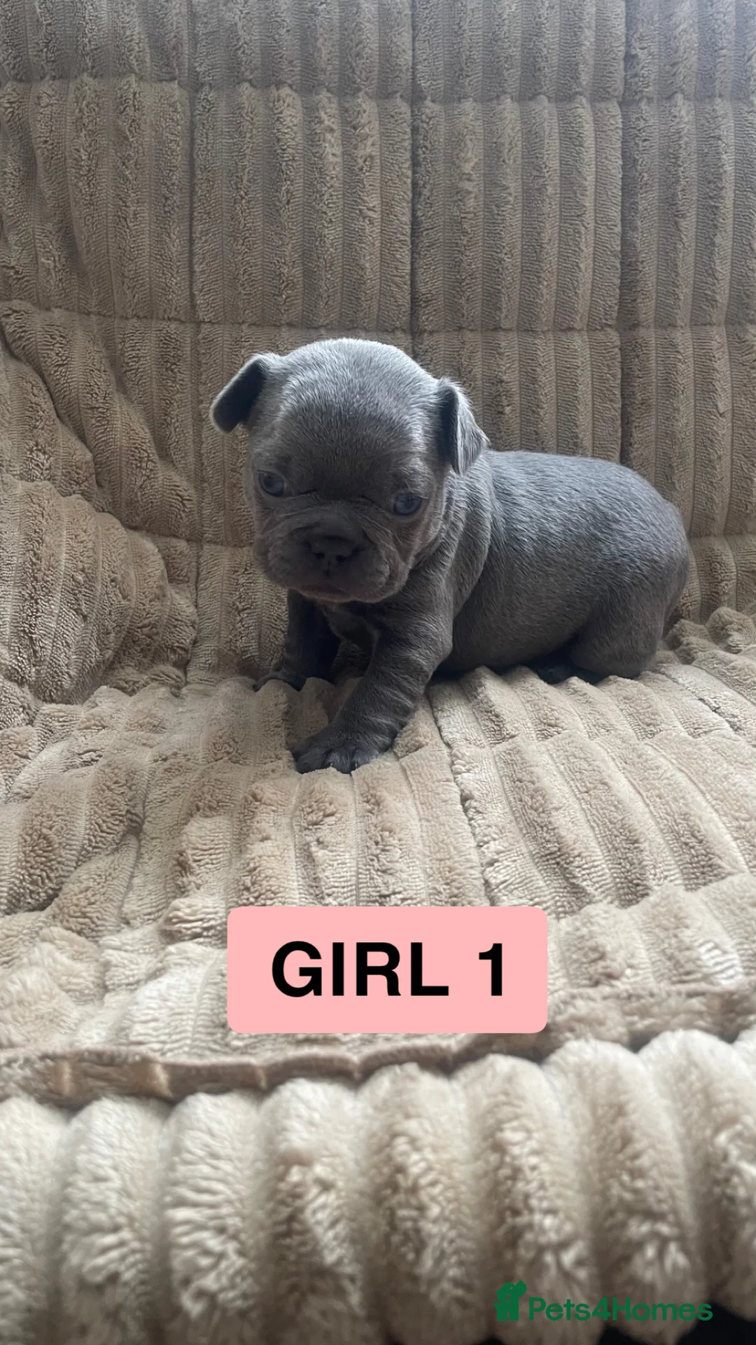 French Bulldog dogs for sale: 3 gorgeous blue French bulldogs for sale  - Advert 2