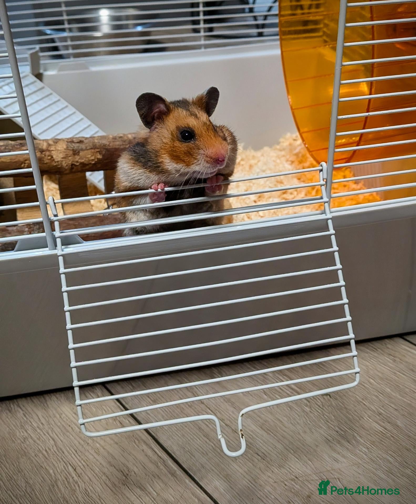 Hamster rodents Female Syrian Hamster with cage - Advert 5